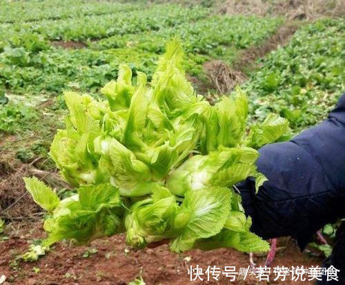 有一种青菜好吃不好种，北方人很少吃到，你知道是啥菜吗