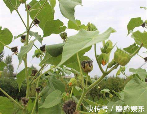 蛇莓|小时候常见又叫不上名的植物，终于知道叫啥了，太全了