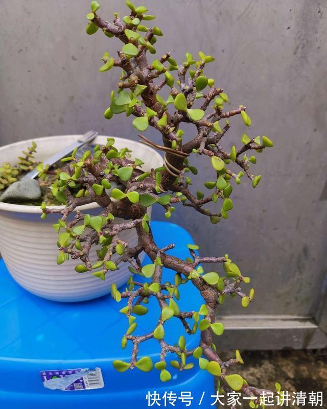 家有老人,适合养这3种花,旺人气,养神养心益长寿