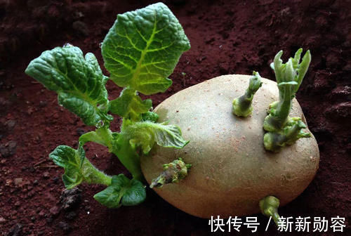 绿豆泥|“夏吃豆”,5种豆类要常吃,2种“毒豆”不能吃,应季而食更受益