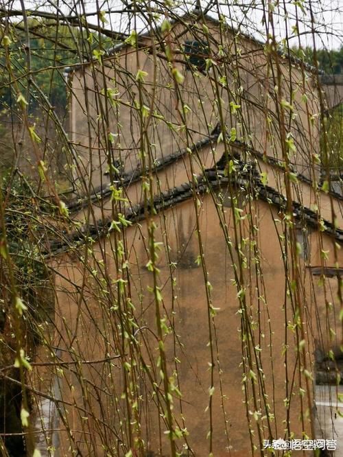 柳树皮、松树皮，所有盆栽花卉能使用吗？