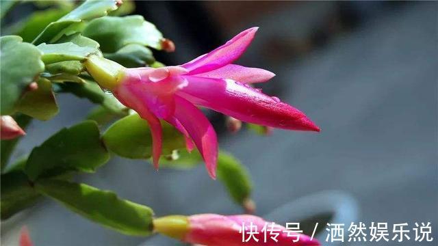 小花|秋季养蟹爪兰有技巧,摆放位置记住“口诀”,见到阳光就呼呼冒叶