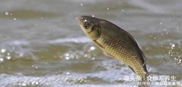 可惜|它曾是“四大名鱼”之一,想吃靠运气,如今5元一斤没人买,可惜