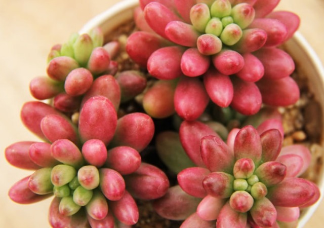 五种一开花爆盆的多肉,漂亮好养懒人必备,漂亮好养惹人爱,呆萌