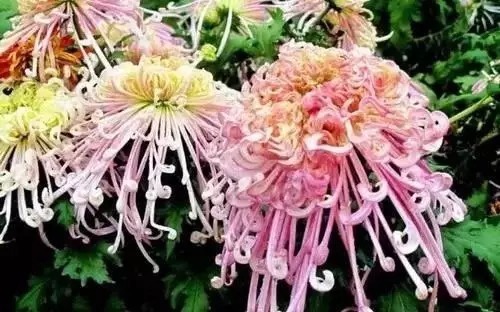 瑞香花|全国56市市花，太美了