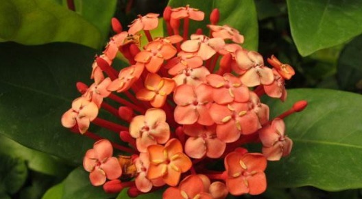 在家养一盆“龙船花”,养护只需记住3点,养出色彩迷人的龙船花