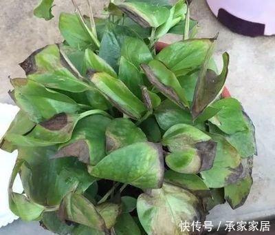 烂根|冬至后养花,记住4个口诀,花卉不黄叶、不烂根,新叶蹭蹭长