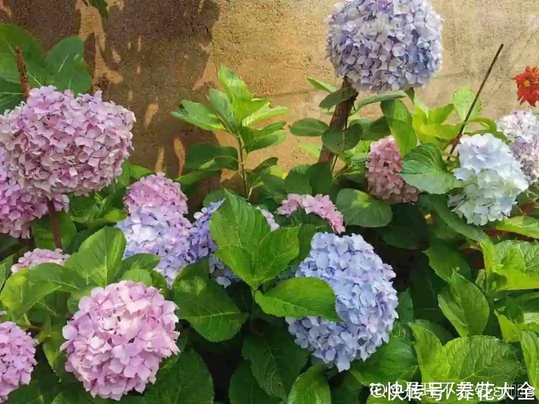 君子兰开完，会有3个“后遗症”，一定要重视