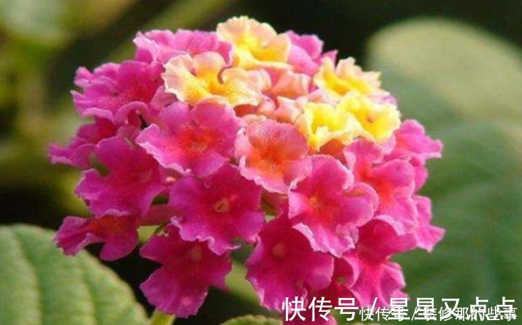 超美|养花就养4种花,家里养一盆,一开就美爆,养1盆超美!