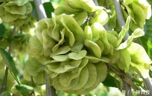 农村人对它视而不见,城里人却把它当成宝,有降火清心的功效