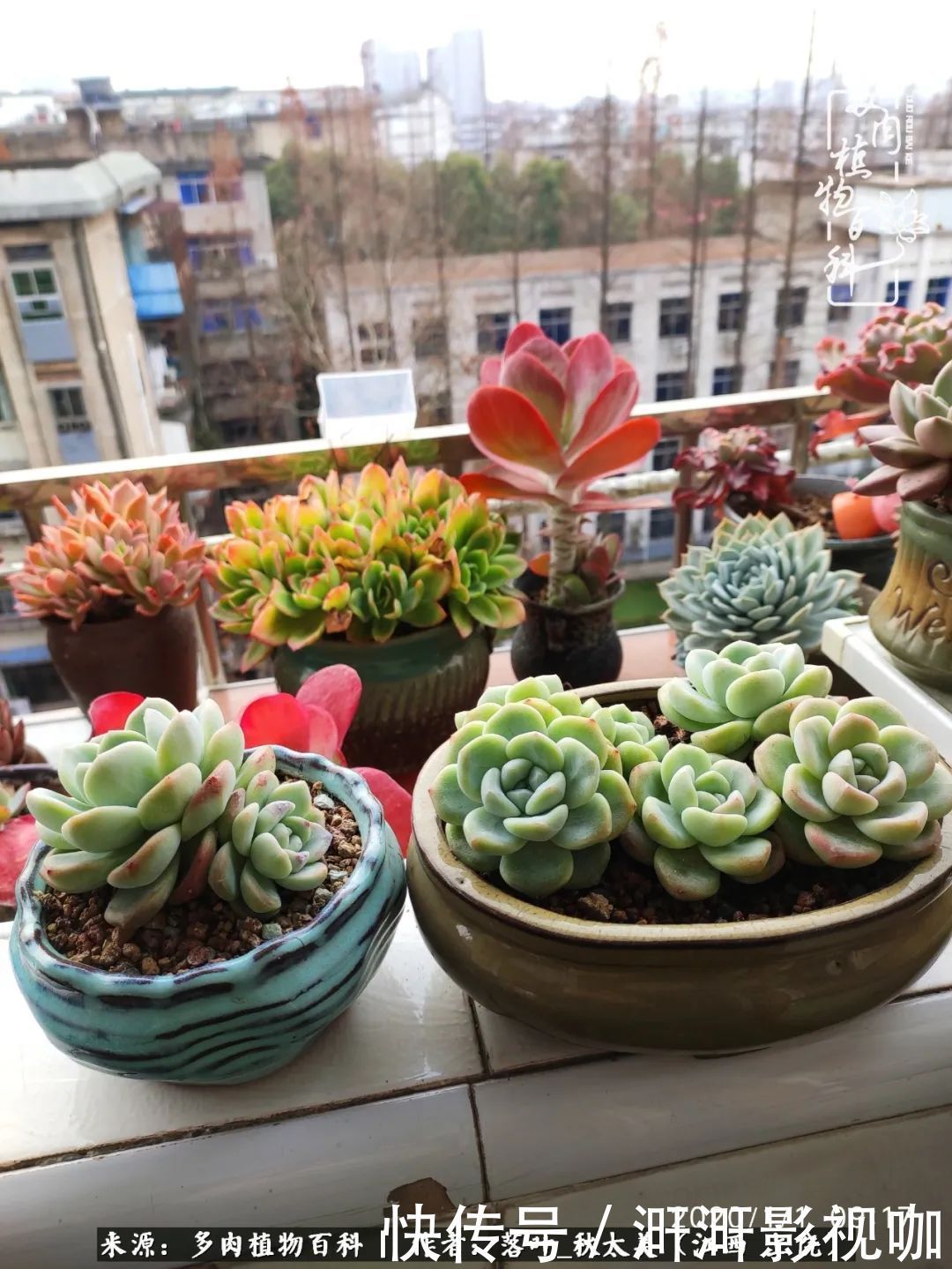 长势|为提升免疫力而养多肉植物,养肉后,体弱的我身体越来越好!