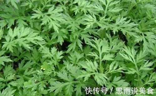 艾草|艾治百病!7大艾叶民间小偏方,横扫7种身体疾病!值得点赞!