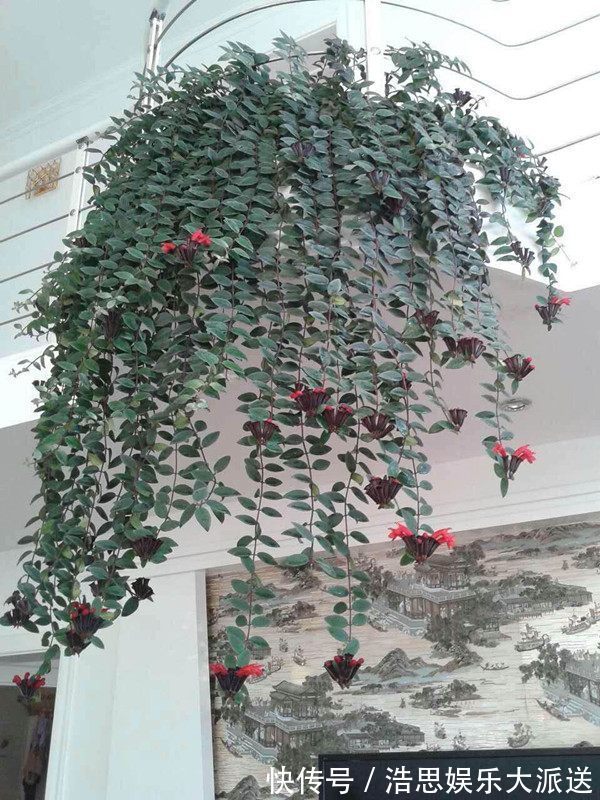 迷人|喜欢三角梅,不如养珍稀的柠檬黄三角梅,花开优雅迷人好养活