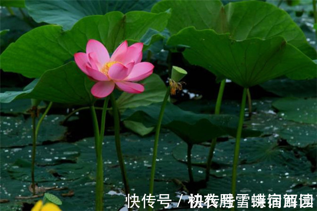 郭震&雨露荷花七首,杜甫写得清艳,李商隐写得忧伤,杨万里写得俏皮