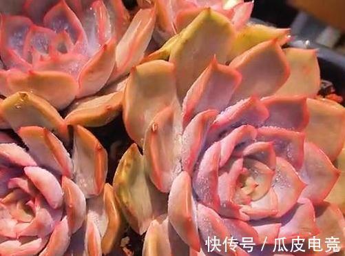 20种多肉推荐给大家,美图美肉,那种多肉你最喜欢