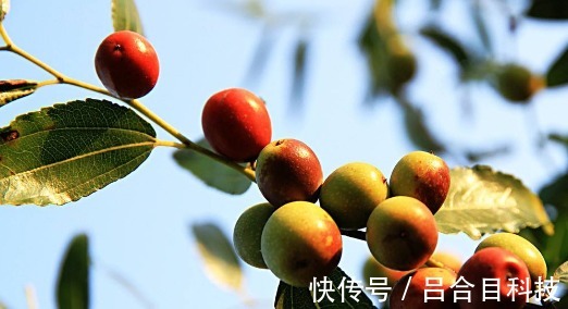 睡眠质量|失眠的“秘方”早被公开,喝白开水时加一点,一觉睡到大天亮