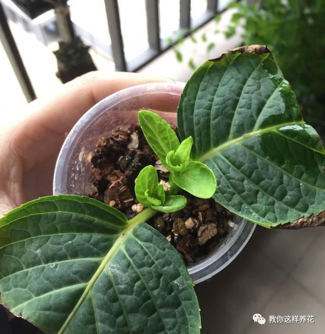 学会这种扦插法，2周生根，插什么活什么，太简单了！