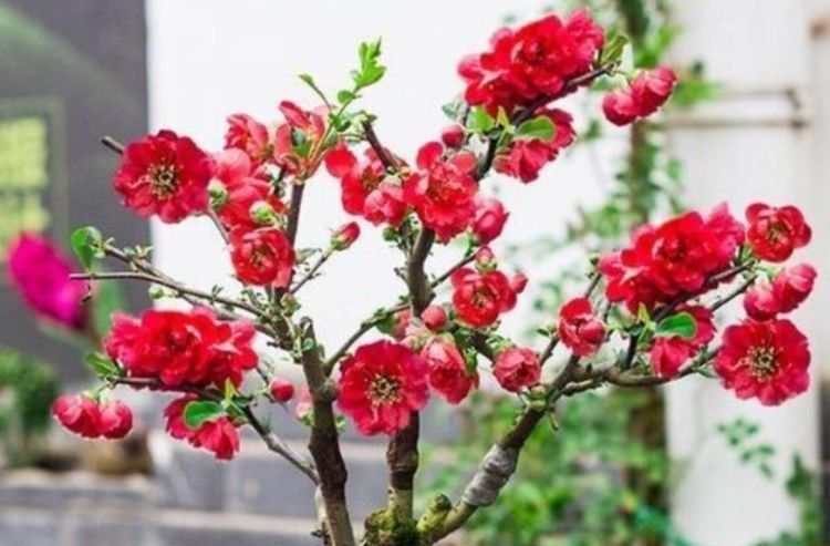 夏天|5种花现在养刚刚好,夏天开花很漂亮,一年开花不断