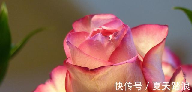 缘分|7月下旬，缘分入命，巧遇前任，6星座有缘邂逅桃花，遇见真爱