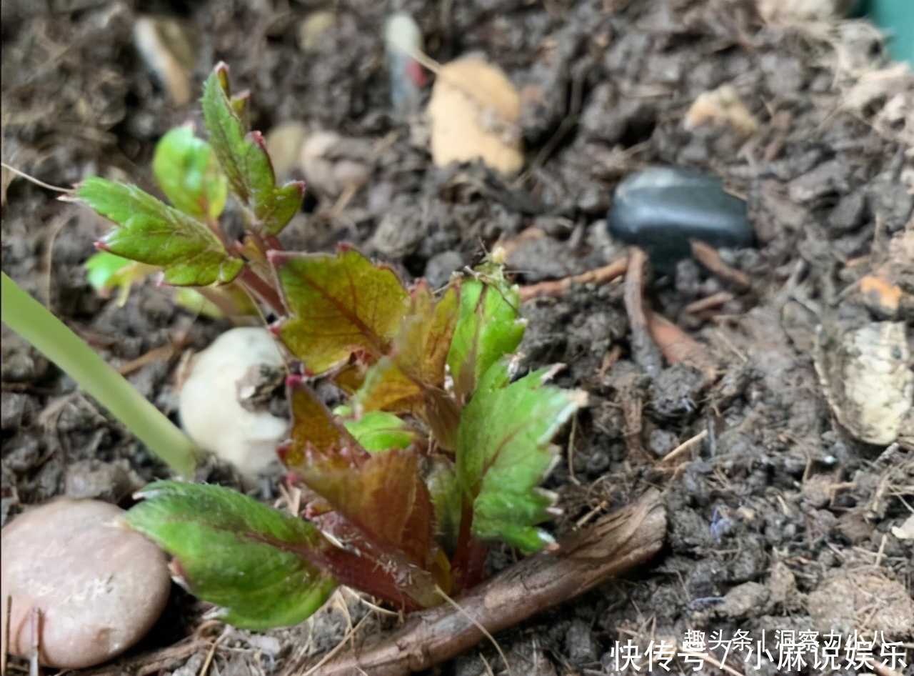 被名字耽误的“网红花”，“花大如碗口”颜色艳，一花能熏一室香