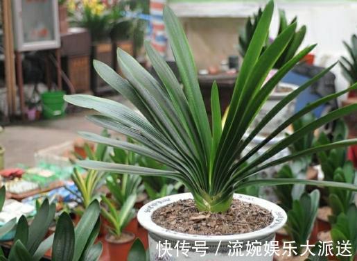 增光剂|花卉市场“水深”里这四种花别买，买一盆死一盆，根本养不活！