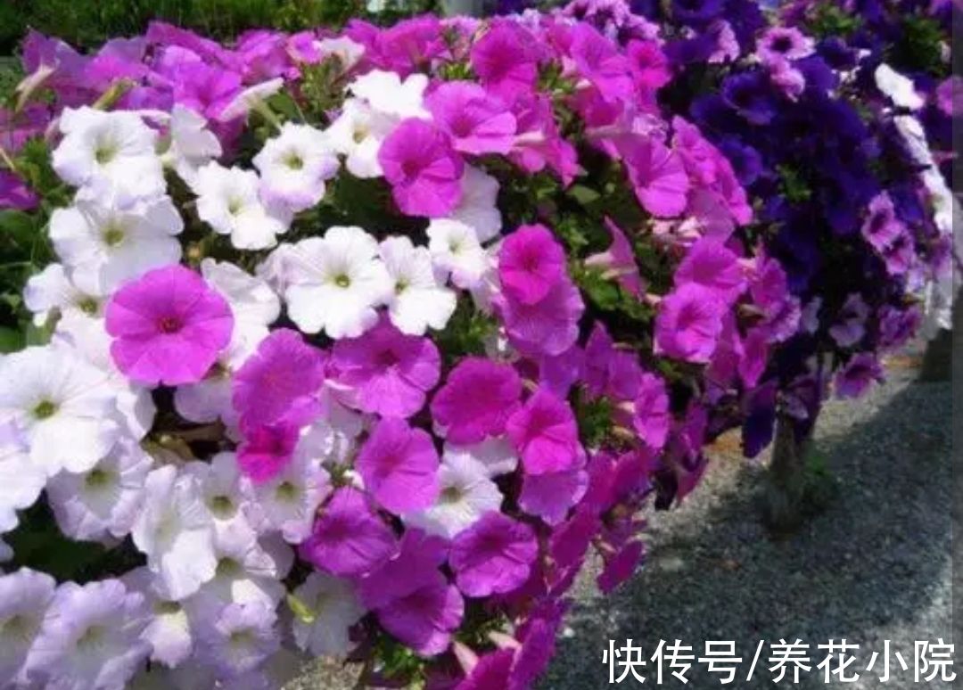三种花，开花漂亮花期长，春天就能养