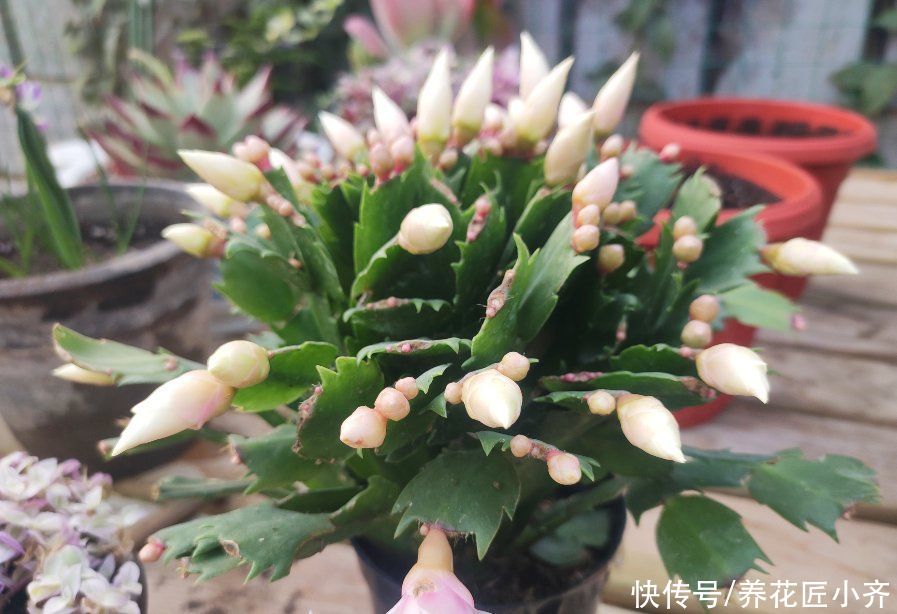 精细是养好蟹爪兰的最好姿态，坚持做好4点，叶子肥厚，不再烂根