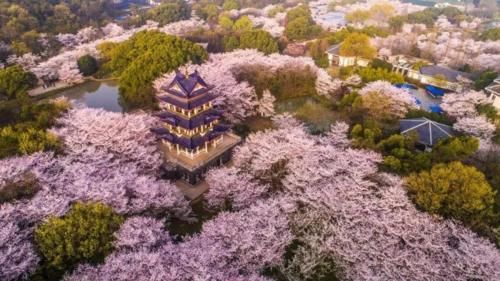 江苏春游踏青的好地方，烂漫樱花盛景惹人喜，适合遛娃就在无锡