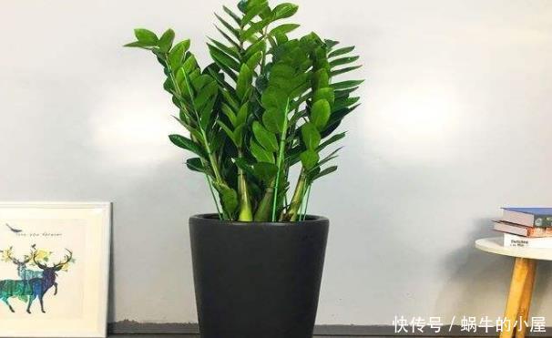 盆栽金钱树,冬末多关注这几个地方,绿叶新芽冒不停