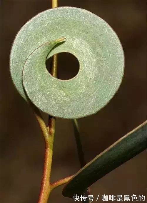 奇花|奇花、奇花、奇花、罕见奇花，赶快打开欣赏吧