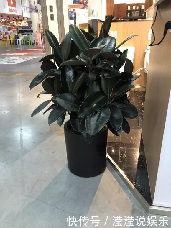 6种花是“老酒鬼”,1个月喝2杯,叶子油亮亮,花苞冒不完