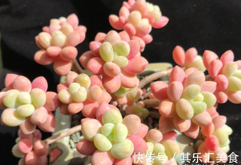 多肉新品种草——泡泡糖和达芙妮,颜色粉嫩通透,确实好迷人