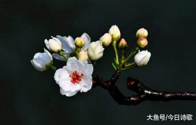 春天里@晏殊最经典的一首词, 把少女的心灵刻画得淋漓尽致!