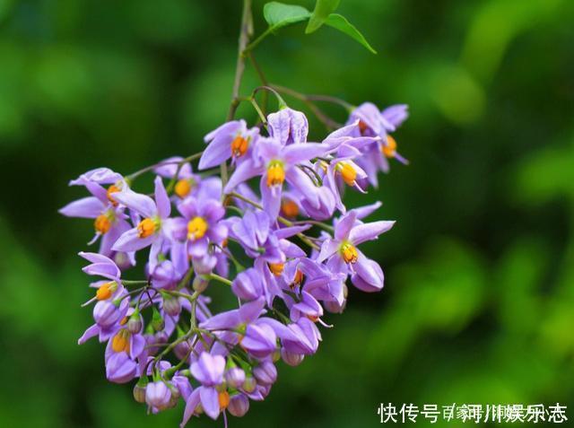 养花|路上遇这“三种花”马上挖回家，遇水易疯长，古代大户人家最爱养