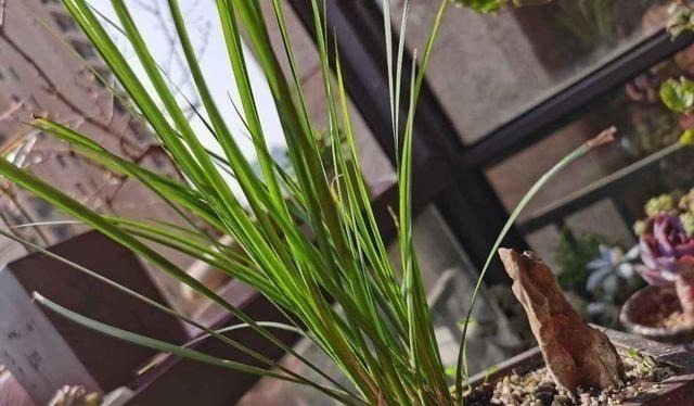 耐阴花|12种耐阴花,适合养在卫生间里,光不好也能呼呼长!