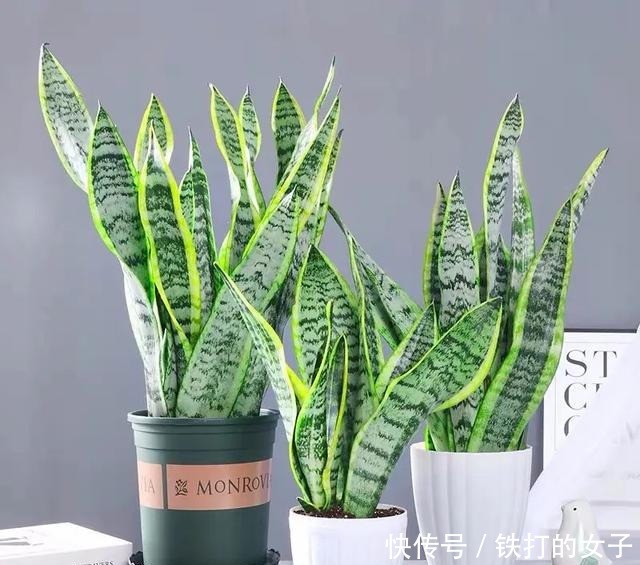 浇水|这三种花就爱小盆,盆越小,长得越旺!