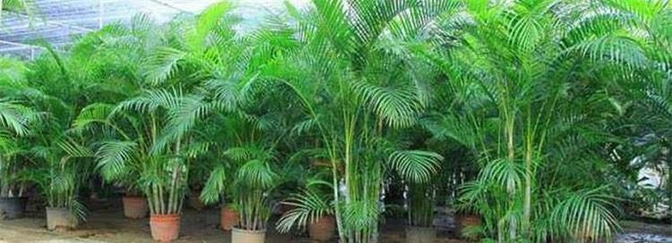 公认难养活的花,你可别轻易买,别中了商家的“邪道”,白花钱