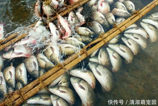 农村神奇的弓鱼术！这样绑鱼离水一天都不会死，是什么原因