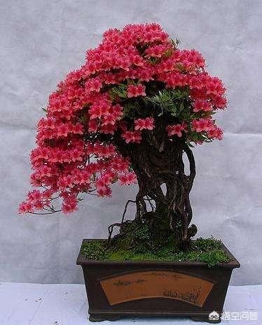 野生|野生映山红盆栽花后怎样管理?