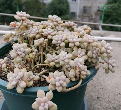 老桩|3款多肉现在养一盆正当时,号称“耐晒小可爱”,长成群生小老桩