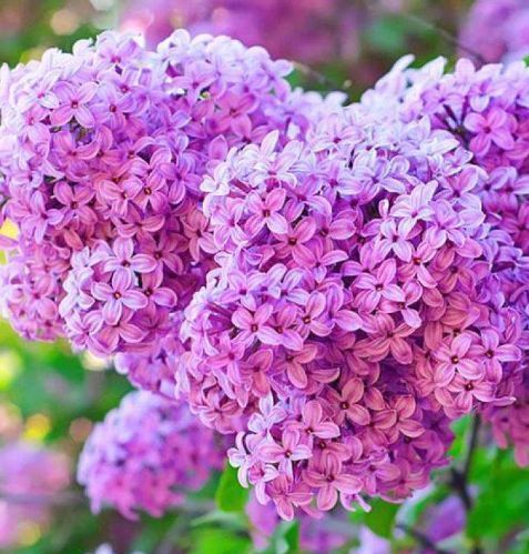 上档次|适合在屋里养的4种花,吉祥又上档次,最重要的是对身体好