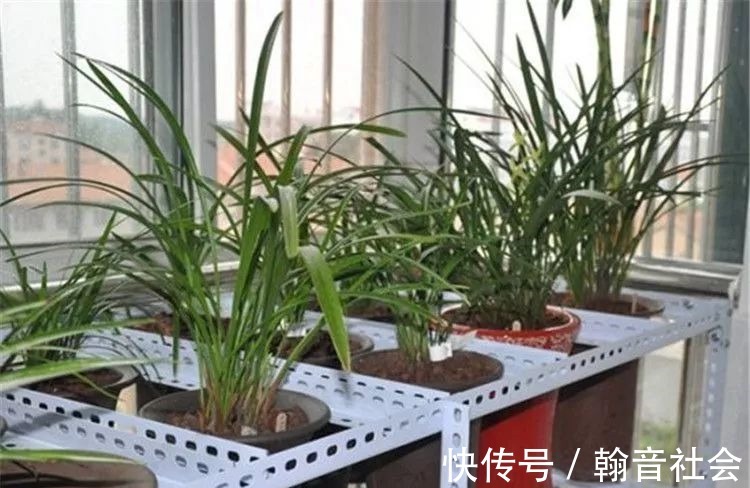 台友|封闭式阳台也能养出一屋子的兰花,光照和湿度管理很重要!