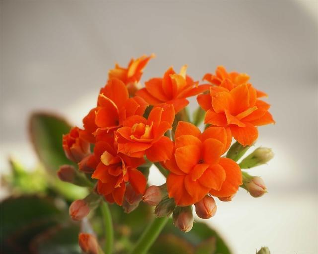 长寿花种植要懂得技巧,掌握这些品种繁多花色不一,成活率还高