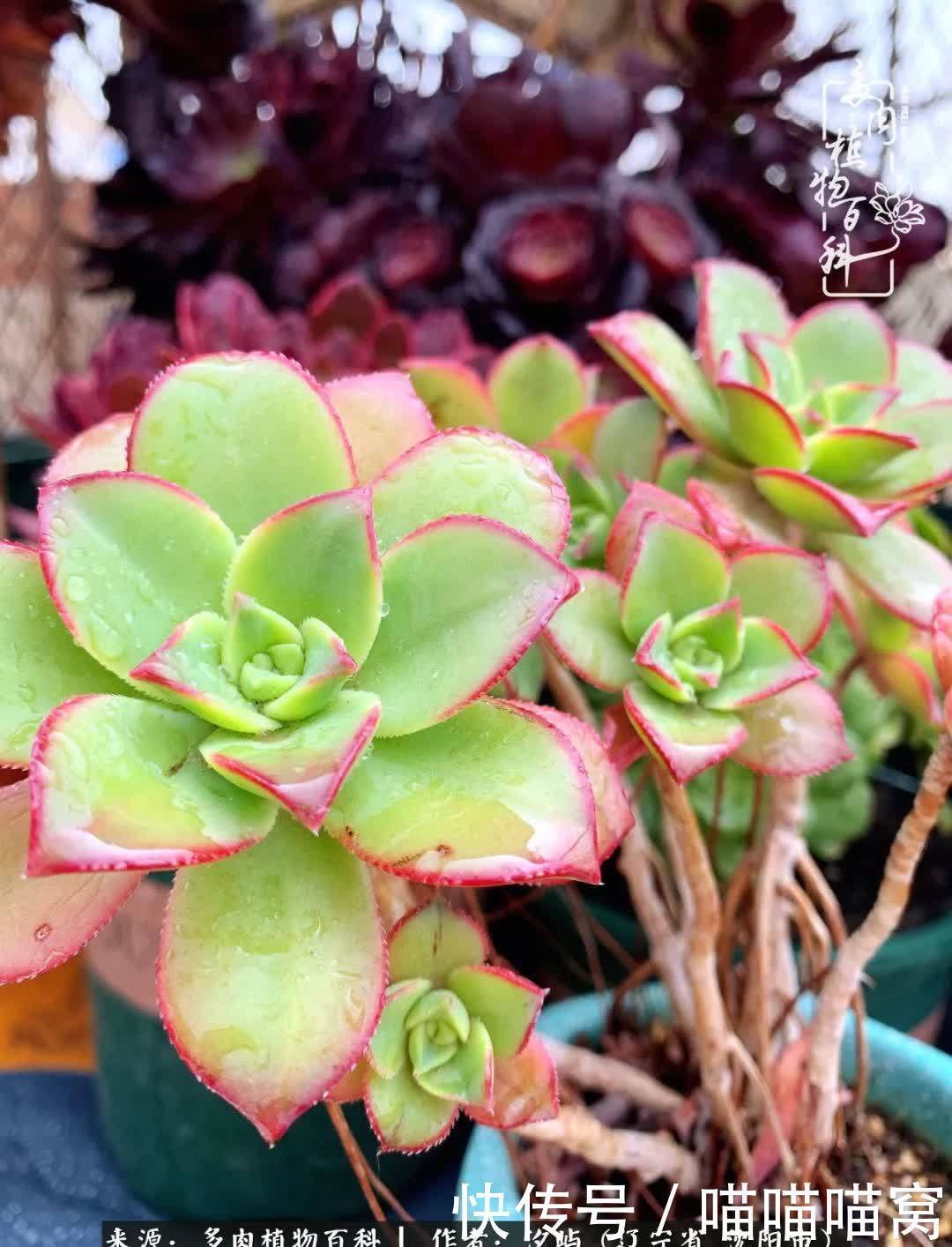 美杜莎|偶然相遇多肉,却成为心中挚爱!