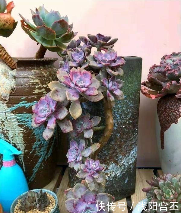 多肉|公认老桩最漂亮的多肉，紫乐未上榜，这3种普货名列前三！