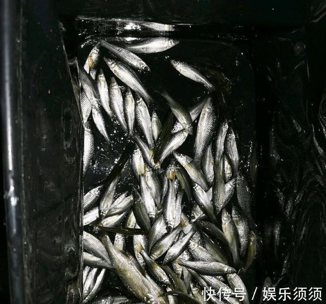 笑话|鱼盲钓了一百多条小草鱼,回家准备养起来,却成了村里的笑话