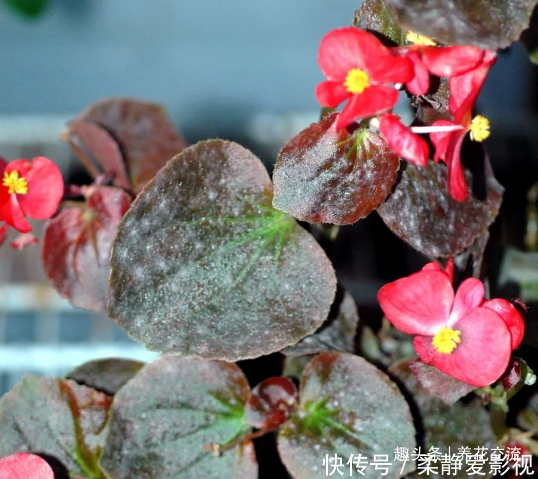 秋海棠盆栽养护问题解答,病虫害防护,不开花和新芽脱落解决方案