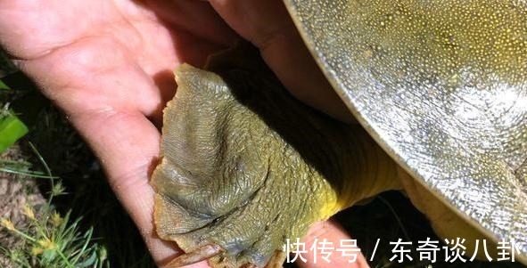 钓鱼|广东男子遇上“罕见”河鳖，僵持半小时没能上岸，网友：放手吧