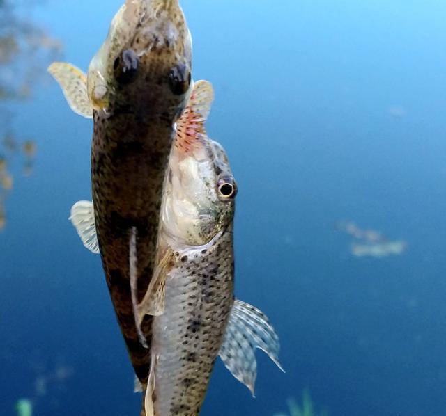 窝子|秋季野钓重要技能：避开小鱼，学会套路再多小鱼拿你没辙