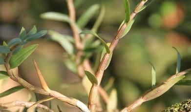 女性|女性一旦过了40岁, 6种食物一定要常吃, 补充雌激素, 更有女人味